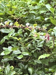 Ribes speciosum, photograph author not stated, no rights reserved