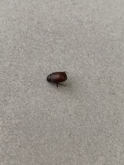 Coleoptera