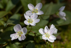 Claytonia caroliniana