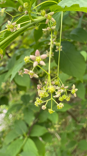 Euonymus latifolius