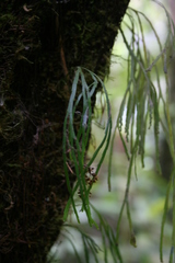 Psilotum complanatum