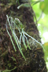 Psilotum complanatum