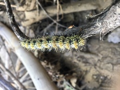 Hemileuca nevadensis