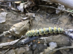 Hemileuca nevadensis