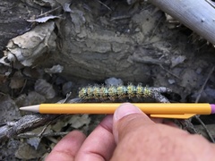 Hemileuca nevadensis