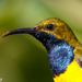Olive-backed Sunbird - Photo (c) Kazredracer, some rights reserved (CC BY-NC-ND)