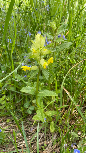 Rhinanthus freynii