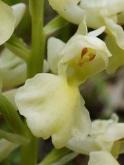(c) Patrick Hacker, some rights reserved (CC BY) Orchis pallens, photograph (c) Patrick Hacker, some rights reserved (CC BY)