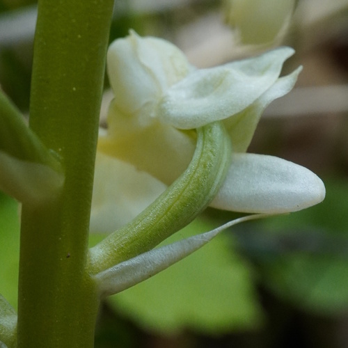 Orchis pallens, photograph 6