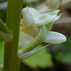 Orchis pallens, photograph (c) Patrick Hacker, some rights reserved (CC BY)