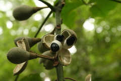 Hampea nutricia