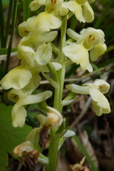 (c) Patrick Hacker, some rights reserved (CC BY) Orchis pallens, photograph (c) Patrick Hacker, some rights reserved (CC BY)