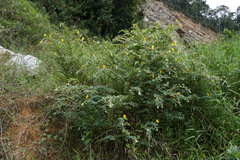 Chamaecrista desvauxii, photograph (c) Connor Connolly-Moyls, some rights reserved (CC BY)