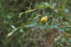 Chamaecrista desvauxii
