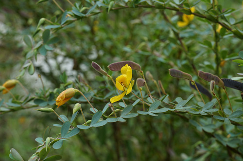 Chamaecrista desvauxii, photograph 1