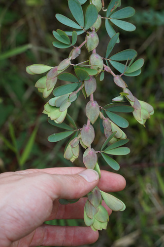 Chamaecrista desvauxii, photograph 2