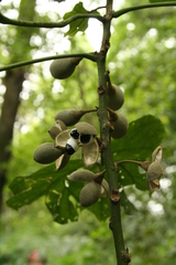 Hampea nutricia