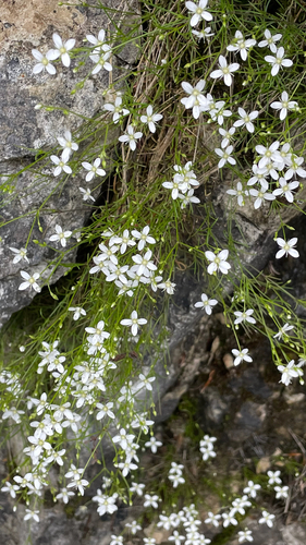 Moehringia muscosa
