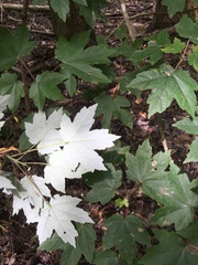 Acer rubrum drummondii