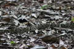 Bothrops moojeni