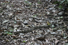 Bothrops moojeni