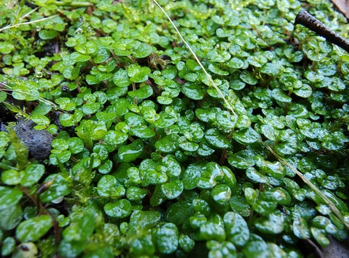 Soleirolia soleirolii iNat (1)
