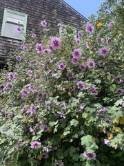 Malva subovata bicolor