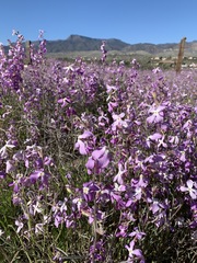 Matthiola longipetala