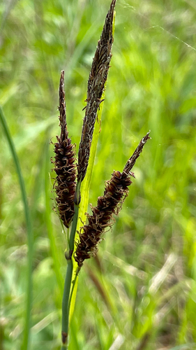 Carex flacca