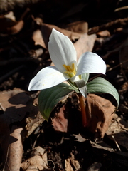 Trillium nivale