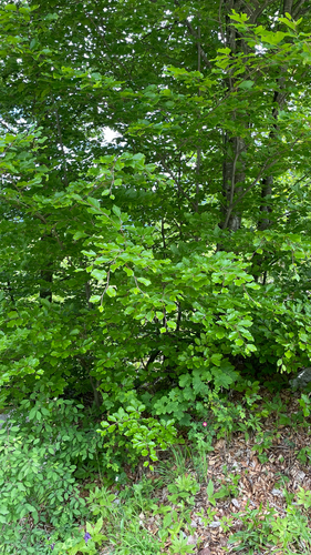Fagus sylvatica