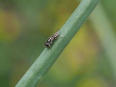 Platycheirus stegnus
