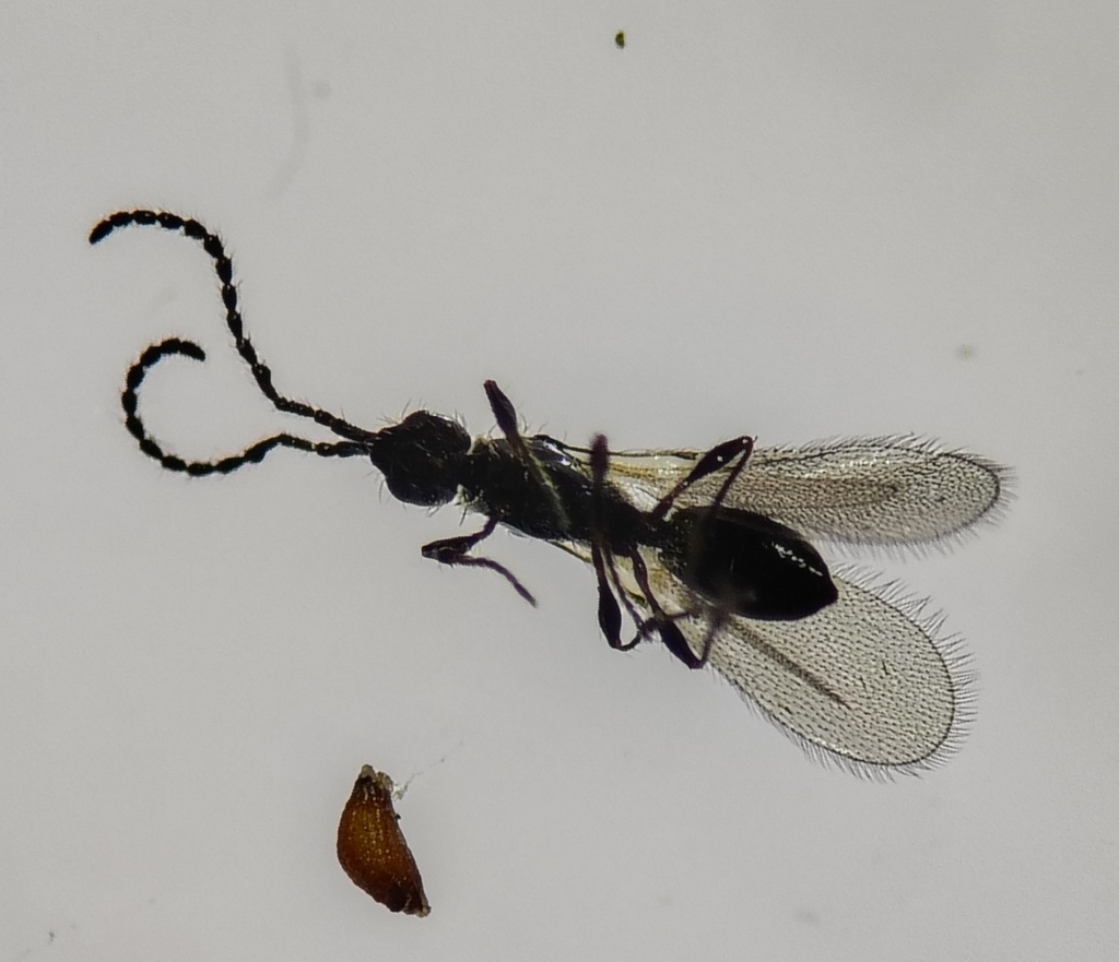 Trichopria sociabilis