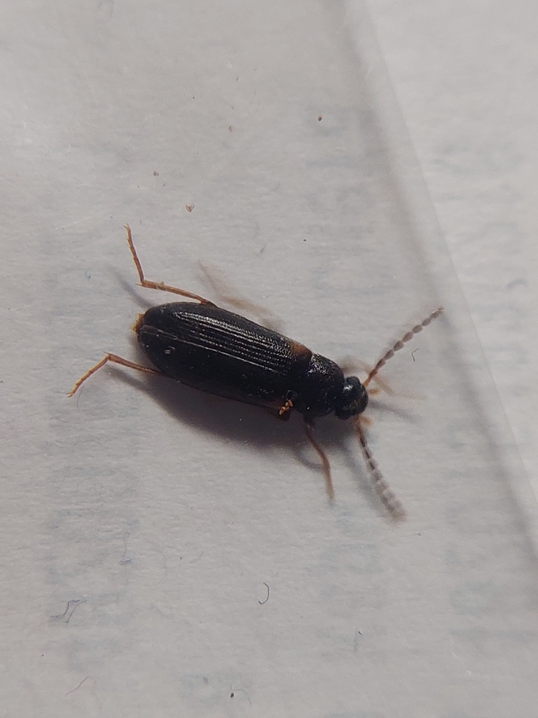 Mycetochara axillaris