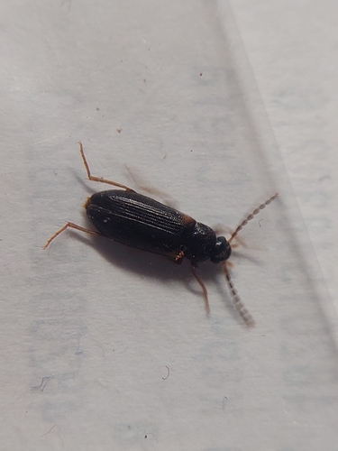 Mycetochara axillaris
