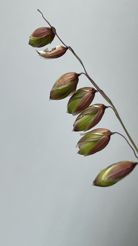 Melica nutans