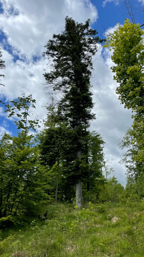 Abies alba