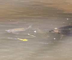 Brycon costaricensis