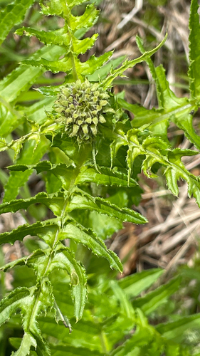 Cirsium erisithales