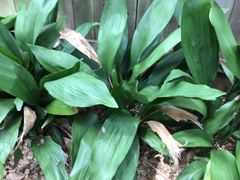 Aspidistra