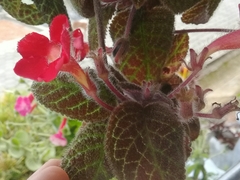 Episcia