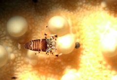 Gnathophyllum americanum