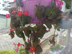 Episcia