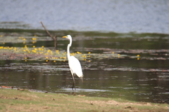 Ardea alba