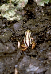 Epipedobates anthonyi