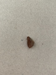 Lepidoptera