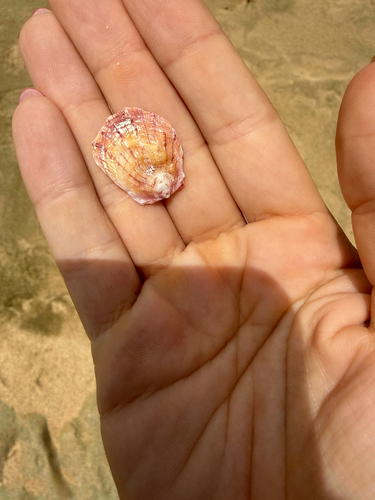 Spondylus candidus, 2026-05-21