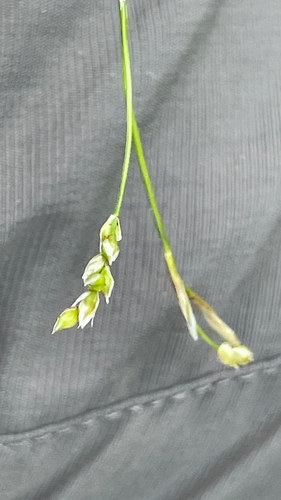 Carex alba