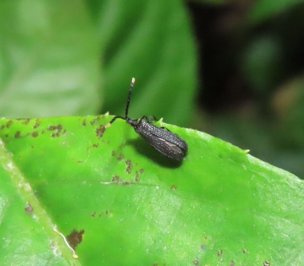 Ceratopriomorphus