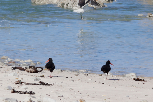 iNaturalist image